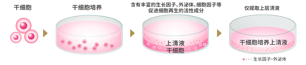 干细胞培养上清液